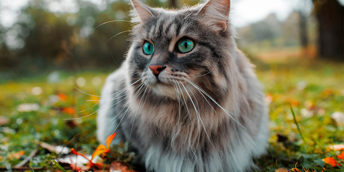 Aprendé Todo Sobre Gatos Puppis